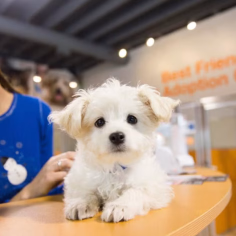 Snowflake-small-white-fluffy-puppy-3805sak