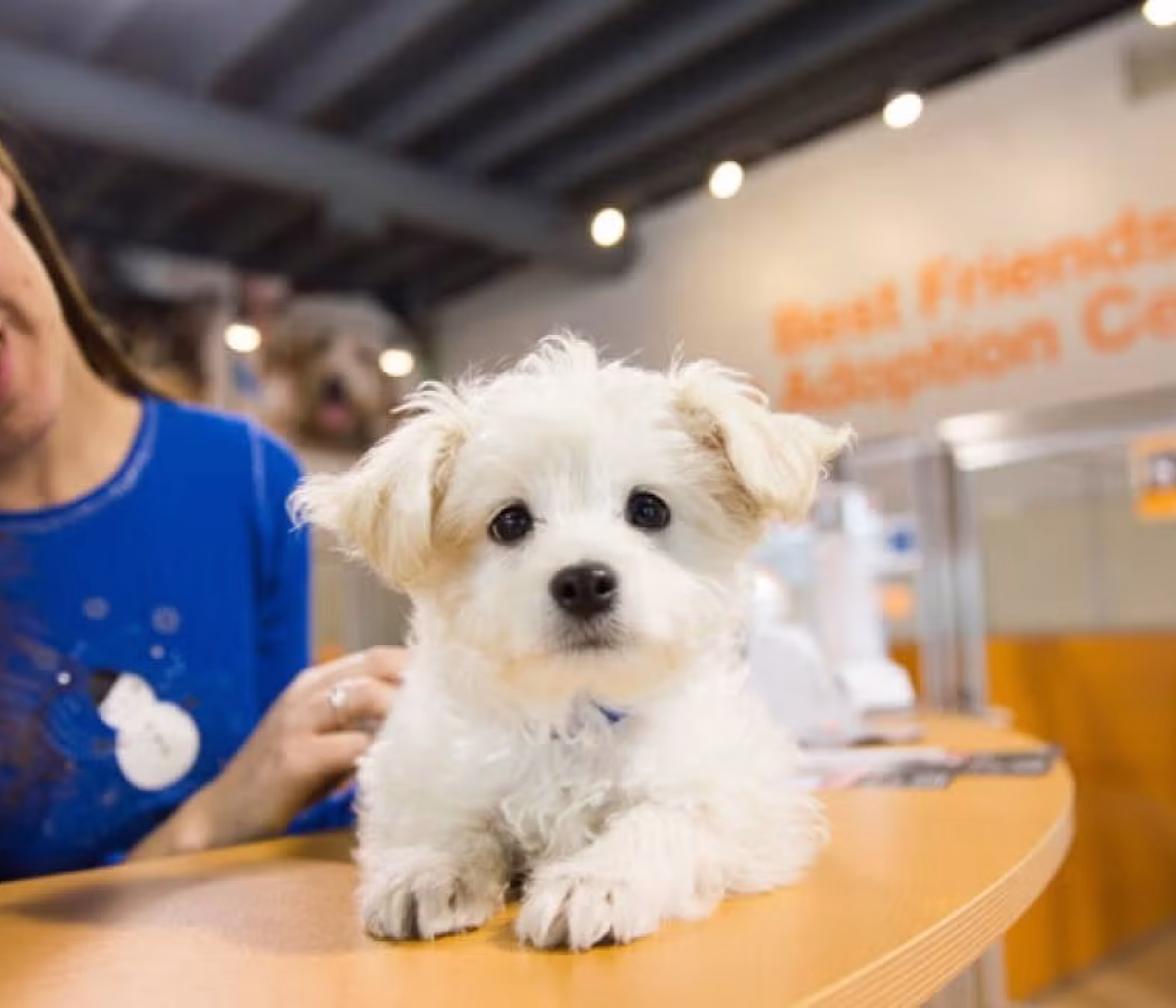 Snowflake-small-white-fluffy-puppy-3805sak